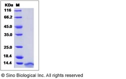 Sino Biological Recombinant Human MIP-1 alpha/CCL3 Protein (His Tag), Quantity:
