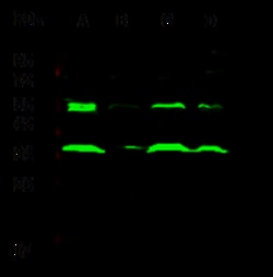 Sino Biological AKR1B1 Antibody, Rabbit PAb, Antigen Affinity Purified