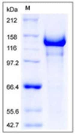 Sino Biological Recombinant Human Semaphorin 5A Protein (His Tag), Quantity: