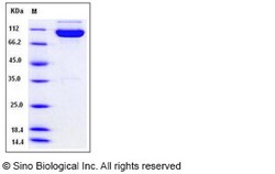 Sino Biological Recombinant Human EphA4 Protein (His & hFc Tag), Quantity: