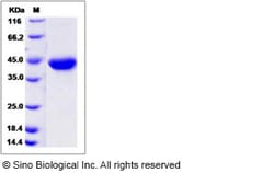 Sino Biological Recombinant Human Galanin Protein (hFc Tag), Quantity:
