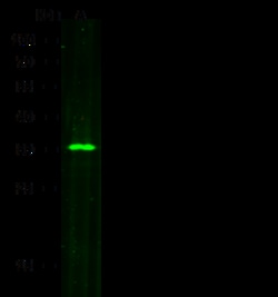Sino Biological SULT2A1 / STD Antibody, Mouse MAb 100uL, Quantity: Each