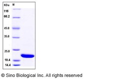Sino Biological Recombinant Human Cofilin 2 Protein (His Tag), Quantity: