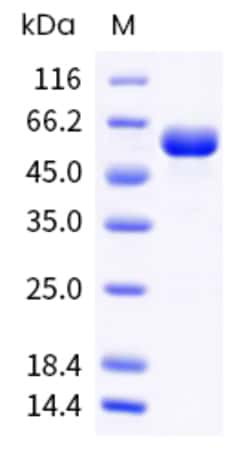 Sino Biological Human CLEC4A Protein 1MG (Sino Biological), Quantity: Each