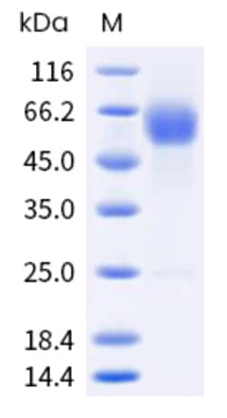 Sino Biological CD28 Protein 100ug (Sino Biological), Quantity: Each of