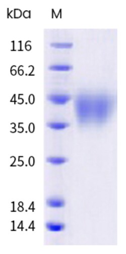 Sino Biological Recombinant Human, Cynomolgus, Rhesus CD28 Protein (ECD,