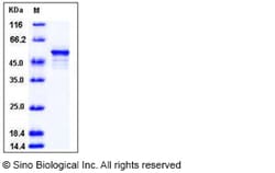 Sino Biological Human DOT1L / KMT4 Protein 50ug, Quantity: Each of 1