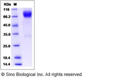 Sino Biological Recombinant Human B7-H2/ICOSLG Protein (hFc Tag), HPLC-verified