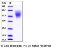 Sino Biological Human ICOS Ligand / B7-H2 / ICOSLG Protein (His Tag), Biotinylated