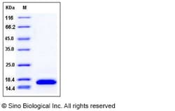 Sino Biological Recombinant Human I-309/CCL1 Protein (hFc Tag), Quantity: