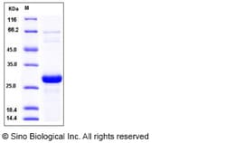 Sino Biological Recombinant Human SNAP-25 Protein (His Tag), Quantity:
