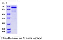Sino Biological Human DCAMKL1 / DCLK1 Protein (aa 1-705, His & GST Tag)