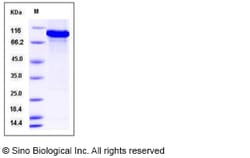 Sino Biological Human ATF2 Protein (His & GST Tag) 100ug, Quantity: Each