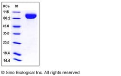 Sino Biological Human CD111 / Nectin-1 / PVRL1 Protein (Fc Tag) 100ug,
