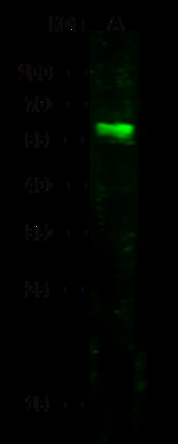 Sino Biological Human NECTIN1 PAb 100ul (Sino Biological), Quantity: Each