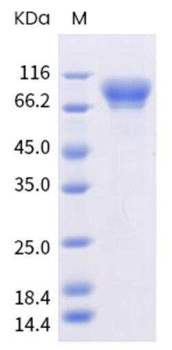 Sino Biological Recombinant Human SIRP alpha/SHPS-1 Protein (hFc & AVI
