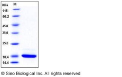 Sino Biological Recombinant Human REG3G Protein (His Tag), Quantity: Each