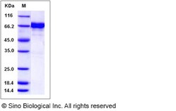 Sino Biological Human EphA7 / EHK3 Protein (His & GST Tag) 50ug, Quantity: