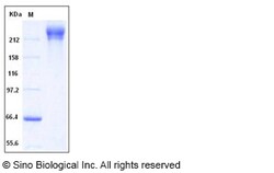 Sino Biological HIV-1 gp140 Protein (group M, subtype CRF07_BC) (Fc Tag),