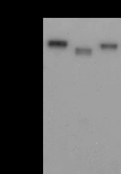Sino Biological Influenza A H1N1 Hemagglutinin / HA Antibody, Mouse MAb