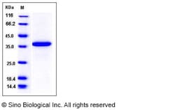 Sino Biological Recombinant Human PDE9A Protein (His Tag), Quantity: Each