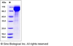 Sino Biological Recombinant Human Siglec-5 Protein (hFc Tag), Quantity: