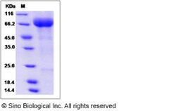 Sino Biological Recombinant Human Siglec-5 Protein, Quantity: Each of 1