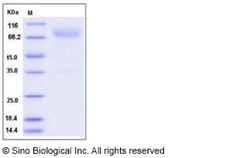 Sino Biological Human Neurexin-3-beta / NRXN3 Protein (Fc Tag) 100ug, Quantity: