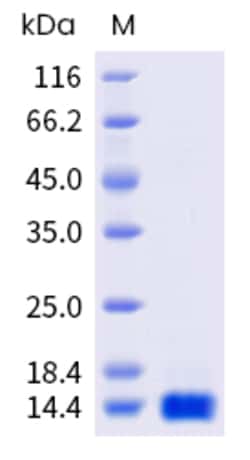 Sino Biological Human IL4 / Interleukin-4 Protein 1mg, Quantity: Each of