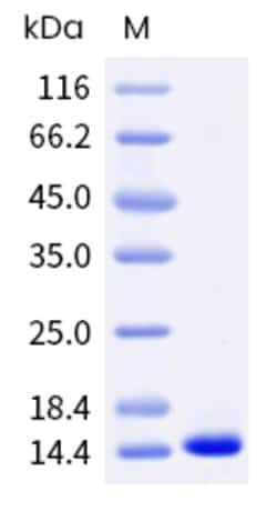 Sino Biological Recombinant Human IL-2 Protein, HPLC-verified, Quantity: