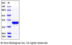 Sino Biological Recombinant Human Caspase-14 Protein (His Tag), Quantity: