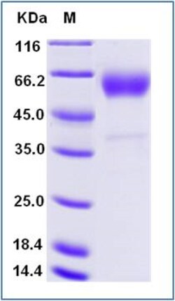 Sino Biological Human BTLA Protein (Fc & AVI Tag), Biotinylated 100ug,