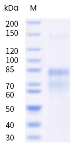 Sino Biological&nbsp;Recombinant Human TLR8 Protein (hFc Tag) 100 µg
