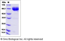 Sino Biological Recombinant Human SLAMF6 Protein (hFc Tag) 1, Quantity: