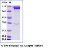 Sino Biological Recombinant Human ILT5/LILRB3 Protein (ECD, hFc Tag), Quantity: