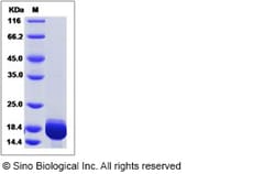 Sino Biological Human Galectin-7 / LGALS7 Protein (His Tag) 100ug, Quantity: