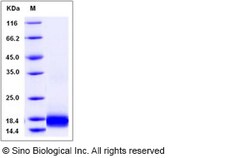Sino Biological Recombinant Human IL-17A Protein, Amine-Labeled Biotinylated,