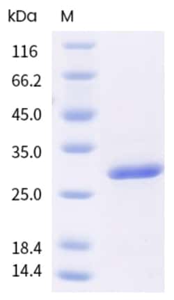 Sino Biological Human PPARA Protein 50ug (Sino Biological), Quantity: Each