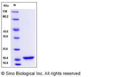 Sino Biological Recombinant Human alpha-Synuclein Protein, Quantity: Each