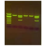 EDVOTEK™ Detection of Genetically Modified Organisms with SYBR™ Safe