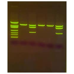 EDVOTEK™ Detection of Genetically Modified Organisms with SYBR™ Safe