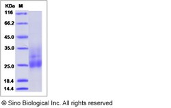 Sino Biological Recombinant Human MUC-1 Protein, Quantity: Each of 1
