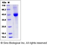 Sino Biological Recombinant Human Betacellulin Protein (hFc Tag), Quantity: