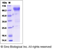 Sino Biological Human CD44 Protein (Fc Tag) 100ug, Quantity: Each of 1