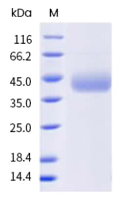 Sino Biological Human CD44 Protein (ECD) 100µg, Quantity: Each of 1