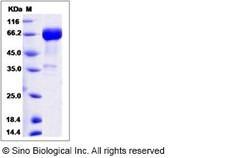 Sino Biological Recombinant Human Siglec-3/CD33 Protein (mFc Tag), HPLC-verified,