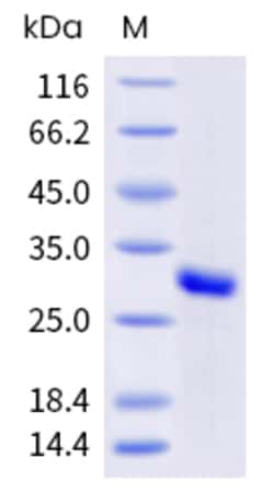 Sino Biological Recombinant Human KRAS Protein (His & AVI Tag), Biotinylated,