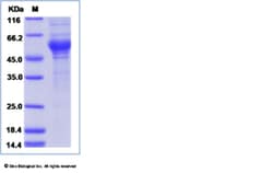 Sino Biological Recombinant Human IL-24 Protein (mFc Tag), Quantity: Each