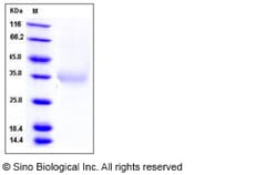Sino Biological Recombinant Human IL-24 Protein (His Tag), Quantity: Each