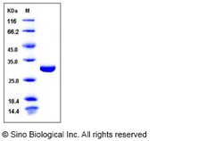 Sino Biological Recombinant Human CLIC4 Protein (His Tag), Quantity: Each